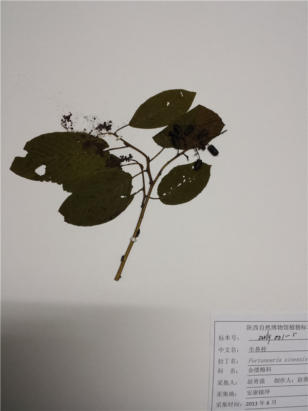 牛鼻栓
