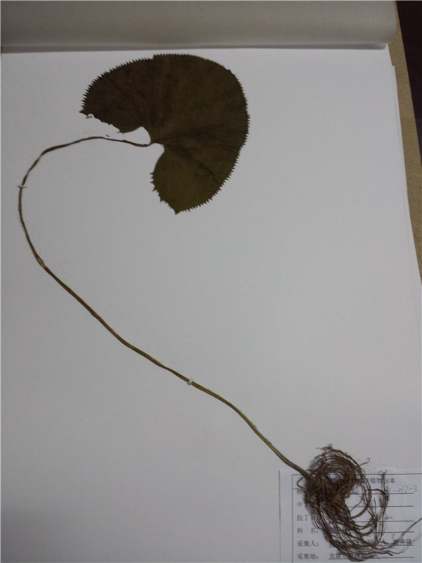 橐吾